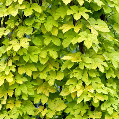 Humulus lupulus 'Aureus'. Close-up of a leafy green hop plant with bright yellow-green and light green leaves on dark stems.