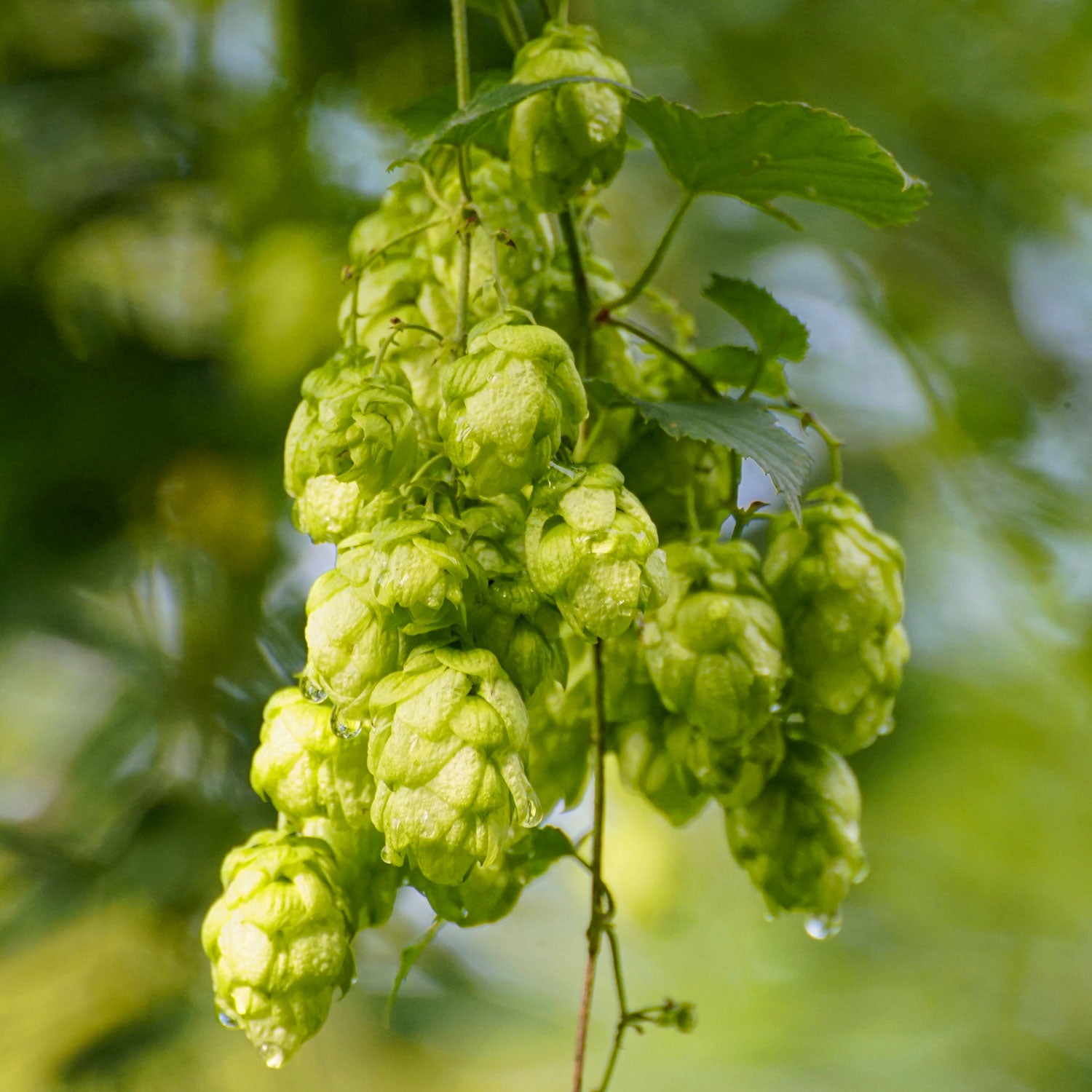 Humulus lupulus 'Aureus' A close-up of a cluster of green hops cones hanging from a vine with leaves, against a blurred yellow-green foliage background.