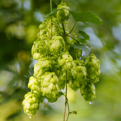 Humulus lupulus 'Aureus' A close-up of a cluster of green hops cones hanging from a vine with leaves, against a blurred yellow-green foliage background.