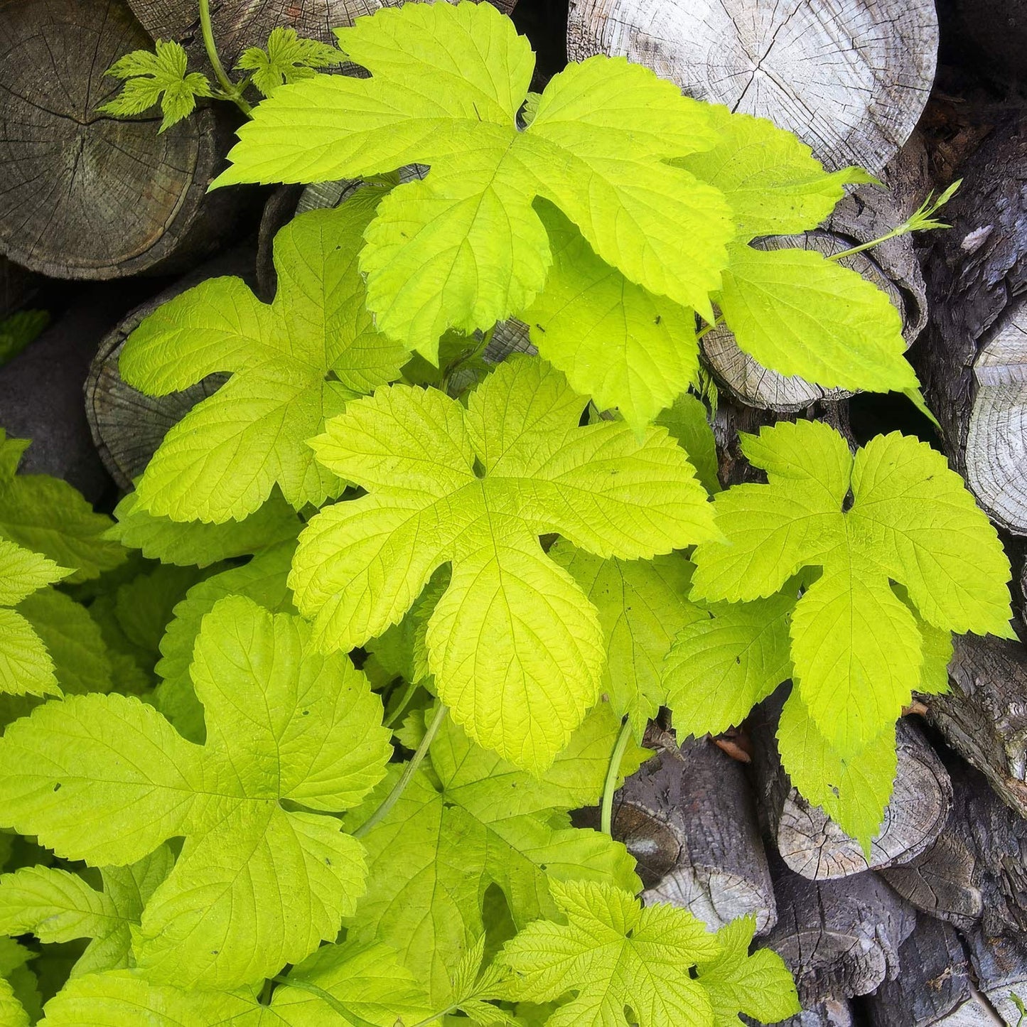 Humulus lupulus 'Aureus'