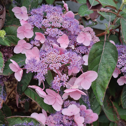 Hydrangea aspera 'Hot Chocolate'. Close-up of pink and purple hydrangea flowers with green leaves.