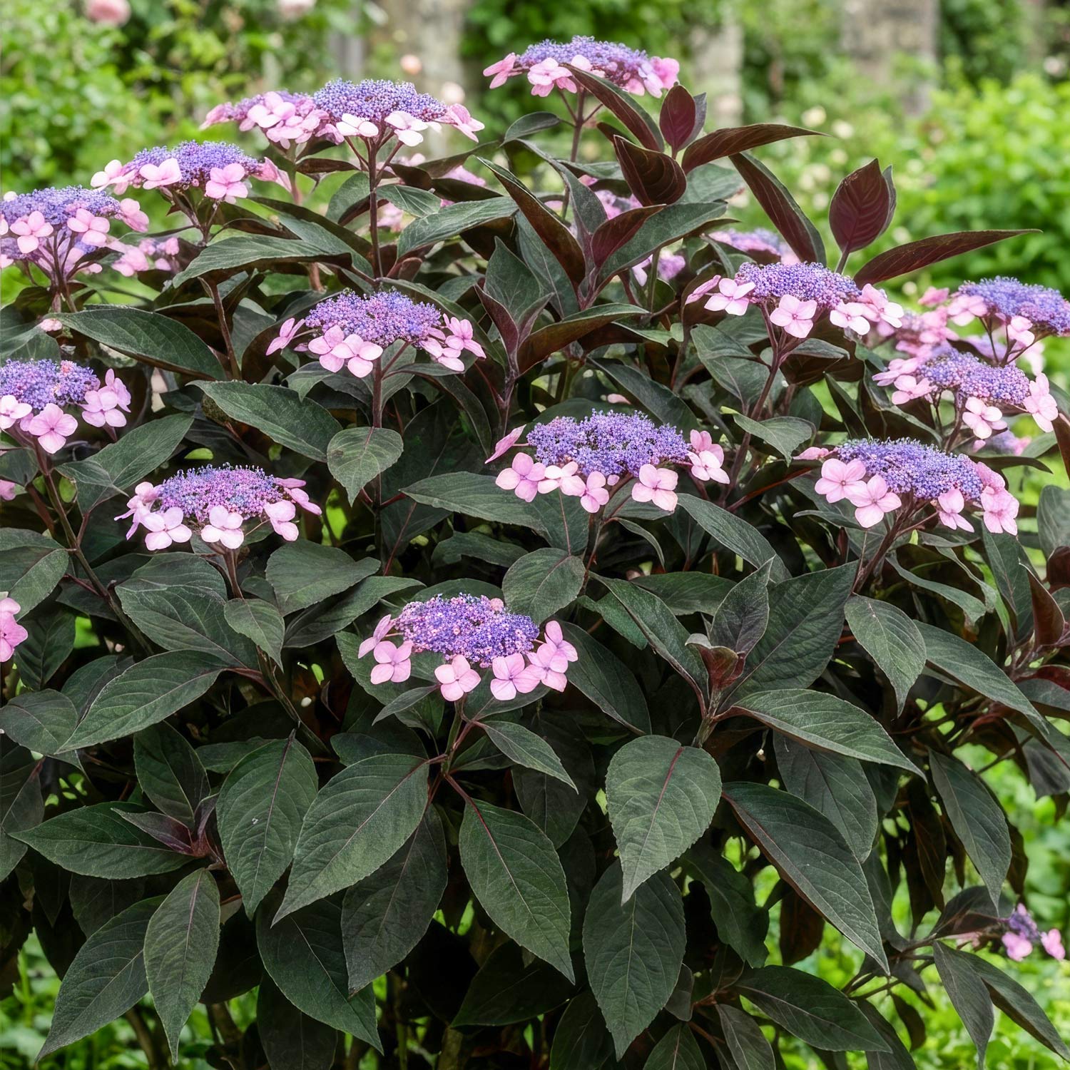 Hydrangea aspera 'Hot Chocolate'. Purple and pink flowers with green leaves in a garden setting