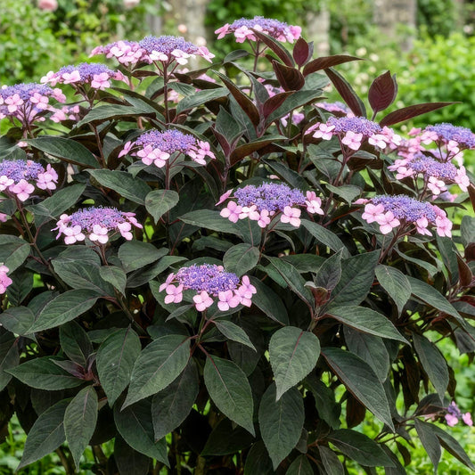 Hydrangea aspera 'Hot Chocolate'. Purple and pink flowers with green leaves in a garden setting