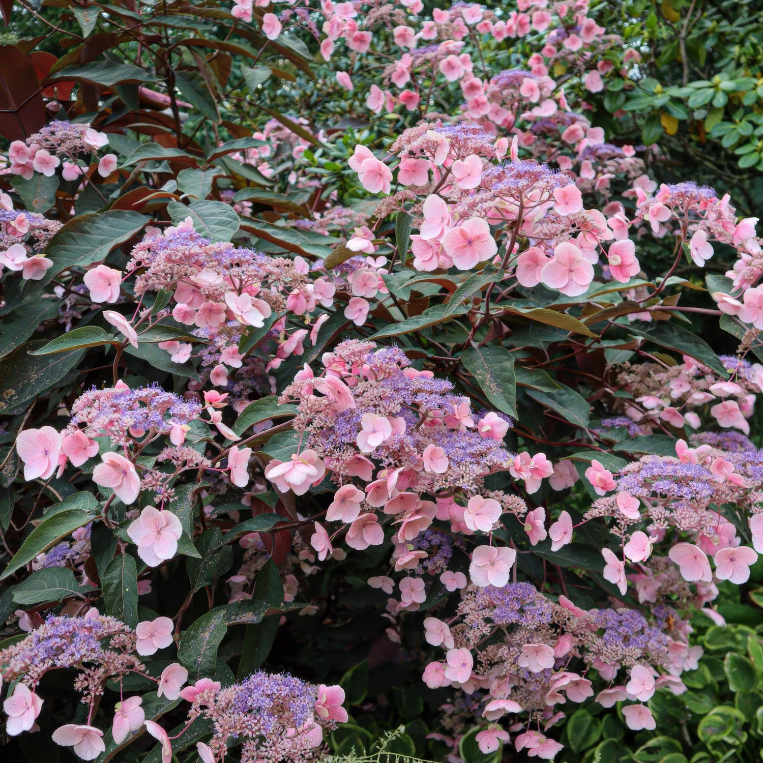 Hydrangea aspera 'Hot Chocolate'