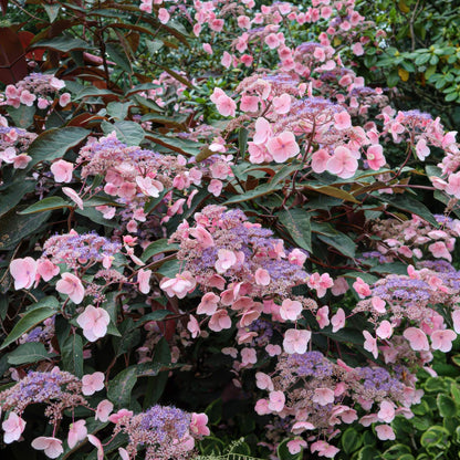 Hydrangea aspera 'Hot Chocolate'