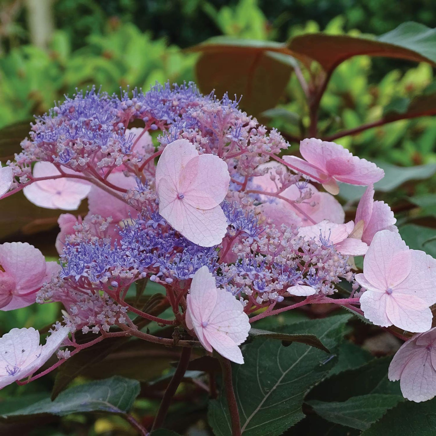 Hydrangea aspera 'Hot Chocolate'. Close-up of pink and purple hydrangea flowers with green leaves.
