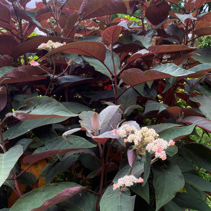 Hydrangea aspera 'Hot Chocolate'