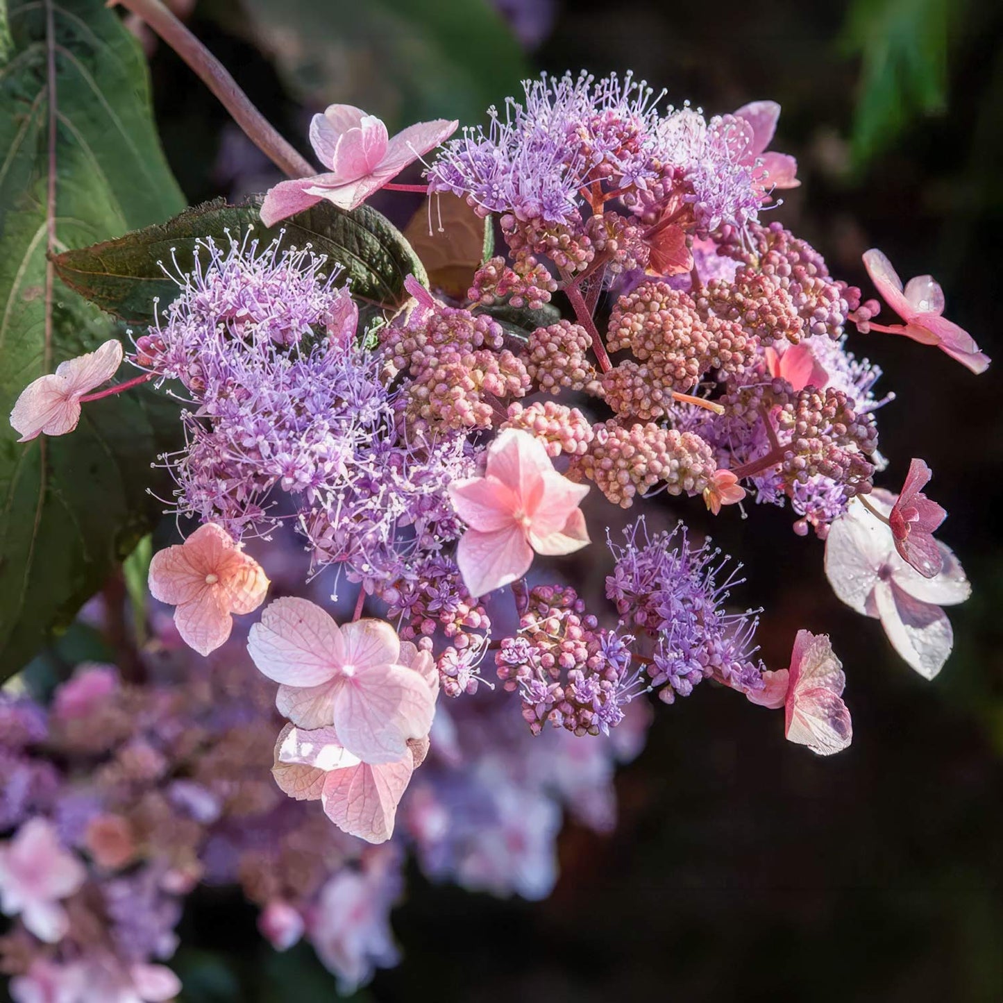 Hydrangea aspera 'Hot Chocolate'