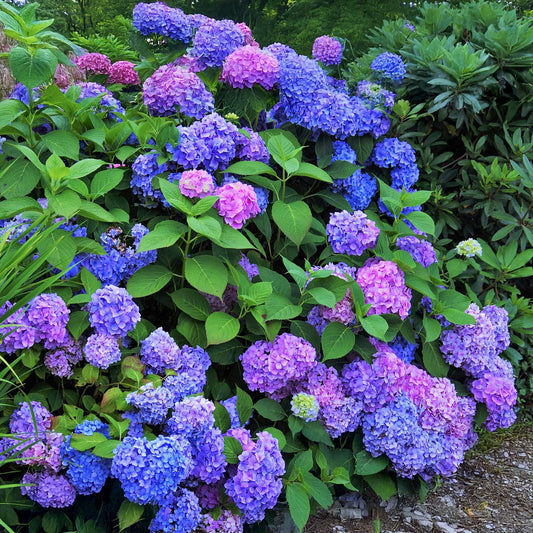 Hydrangea macrophylla 'Renate Steiniger'