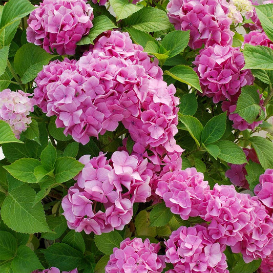 Hydrangea macrophylla 'Rosita'