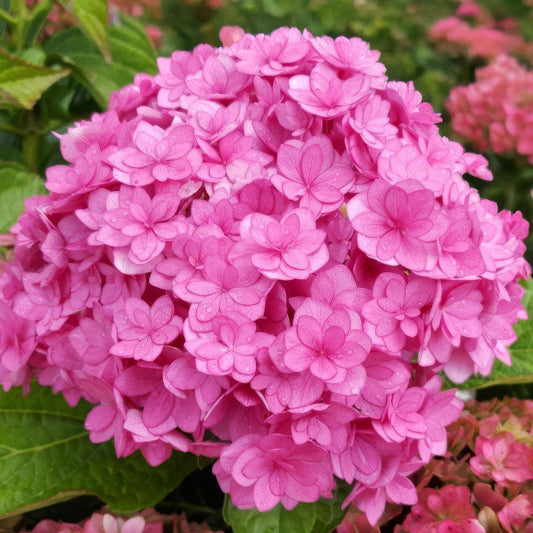 Hydrangea macrophylla 'You & Me Together'