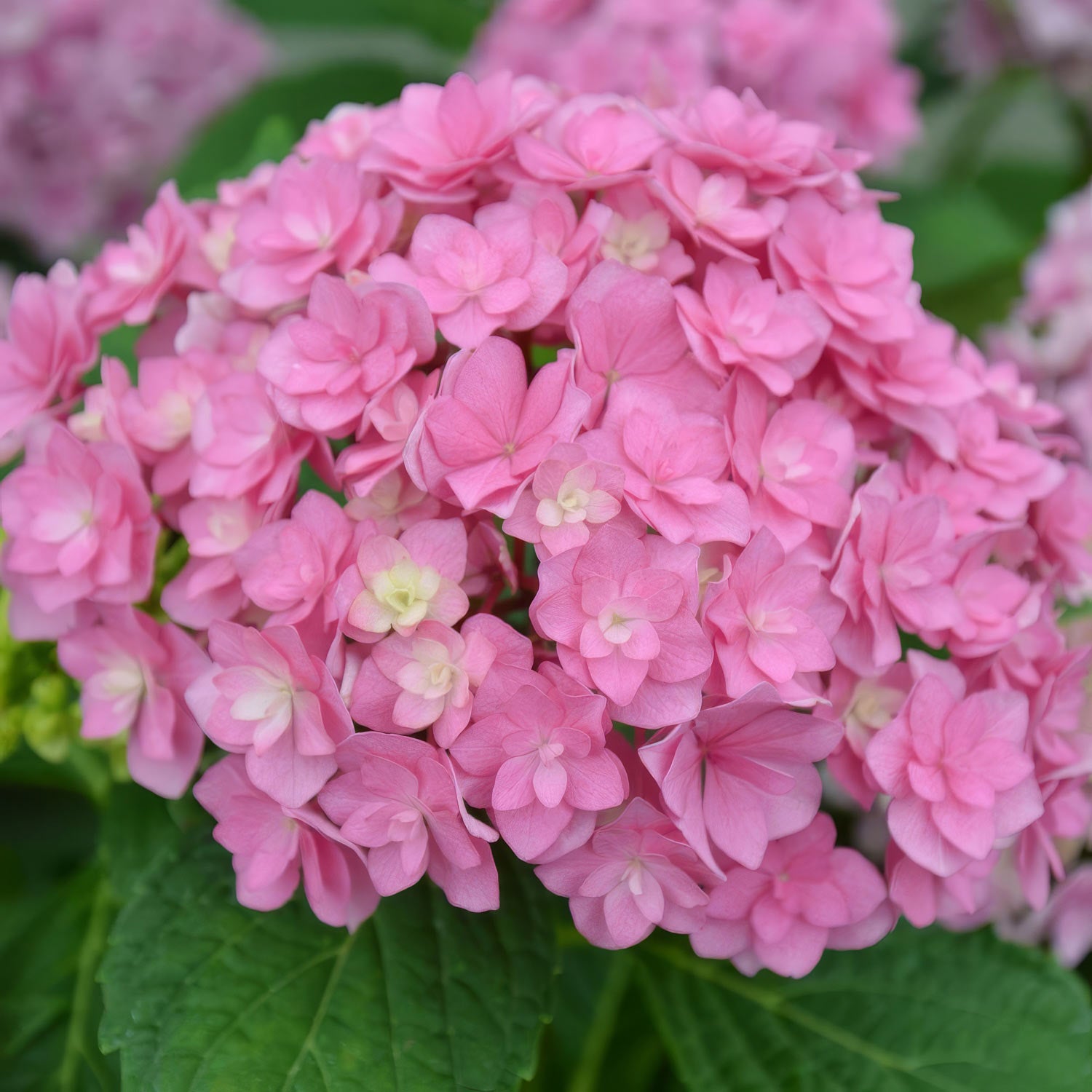 Hydrangea macrophylla 'You & Me Together'