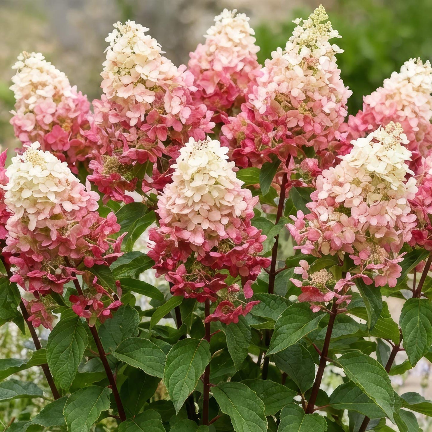 Hydrangea paniculata 'Framboisine' (Rensam)