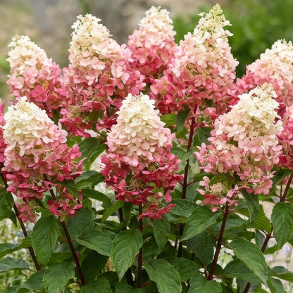 Hydrangea paniculata 'Framboisine' (Rensam)