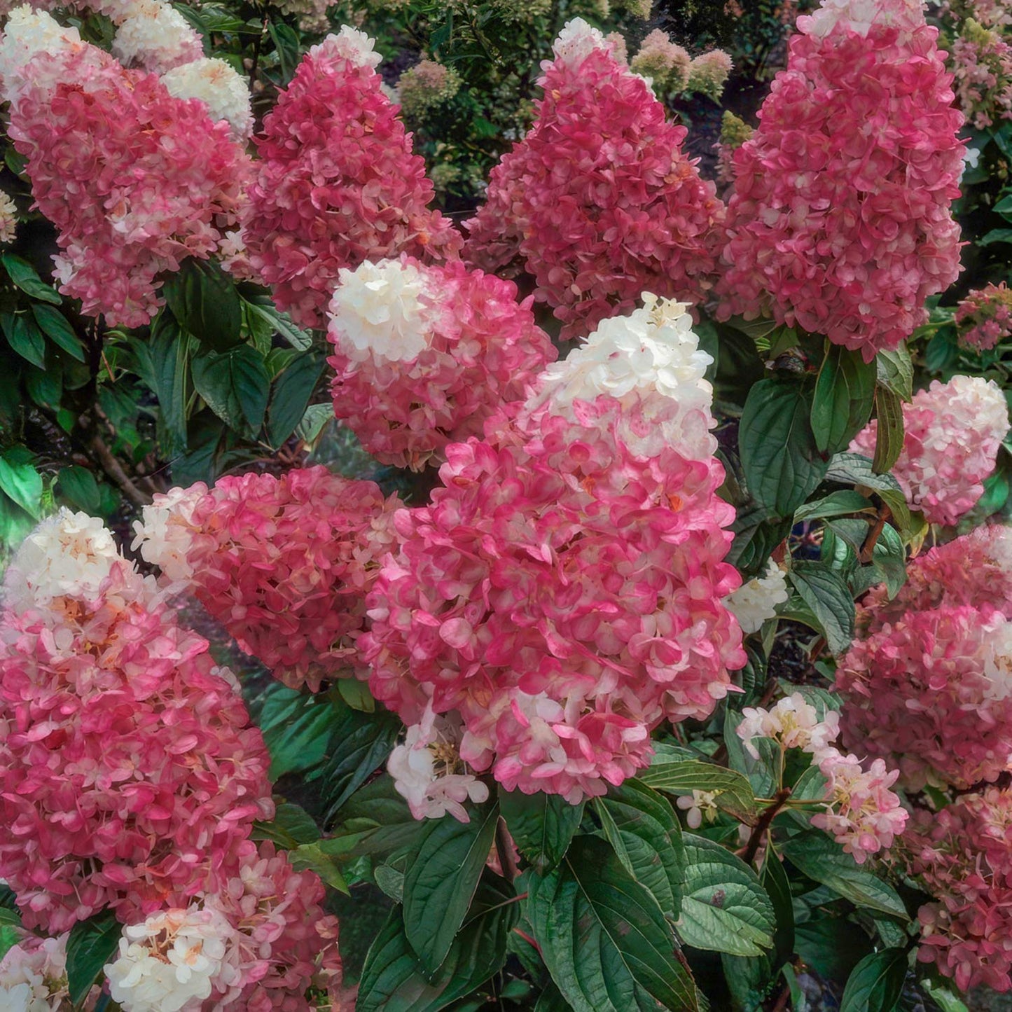 Hydrangea paniculata 'Framboisine' (Rensam). Cluster of pink and white flowers with green leaves