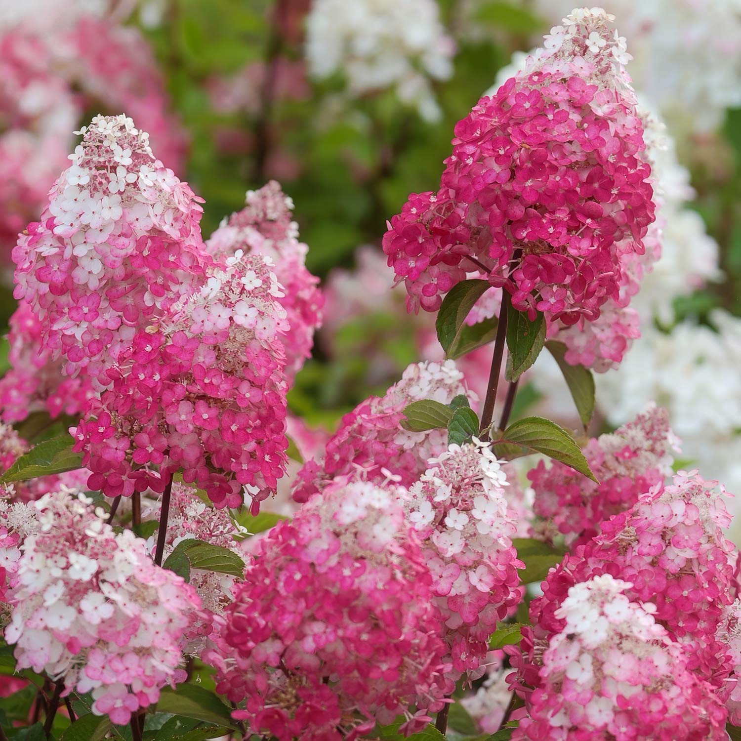 Hydrangea paniculata 'Framboisine' (Rensam). Close-up of pink and white flowers with green leaves