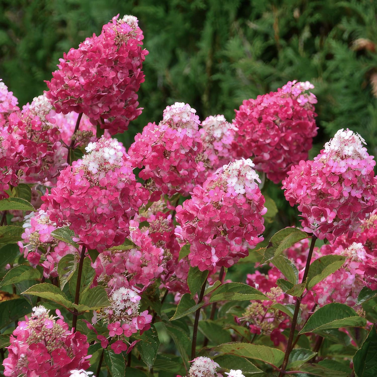 Hydrangea paniculata 'Framboisine' (Rensam). Pink and white flowers with green leaves on a blurred green background