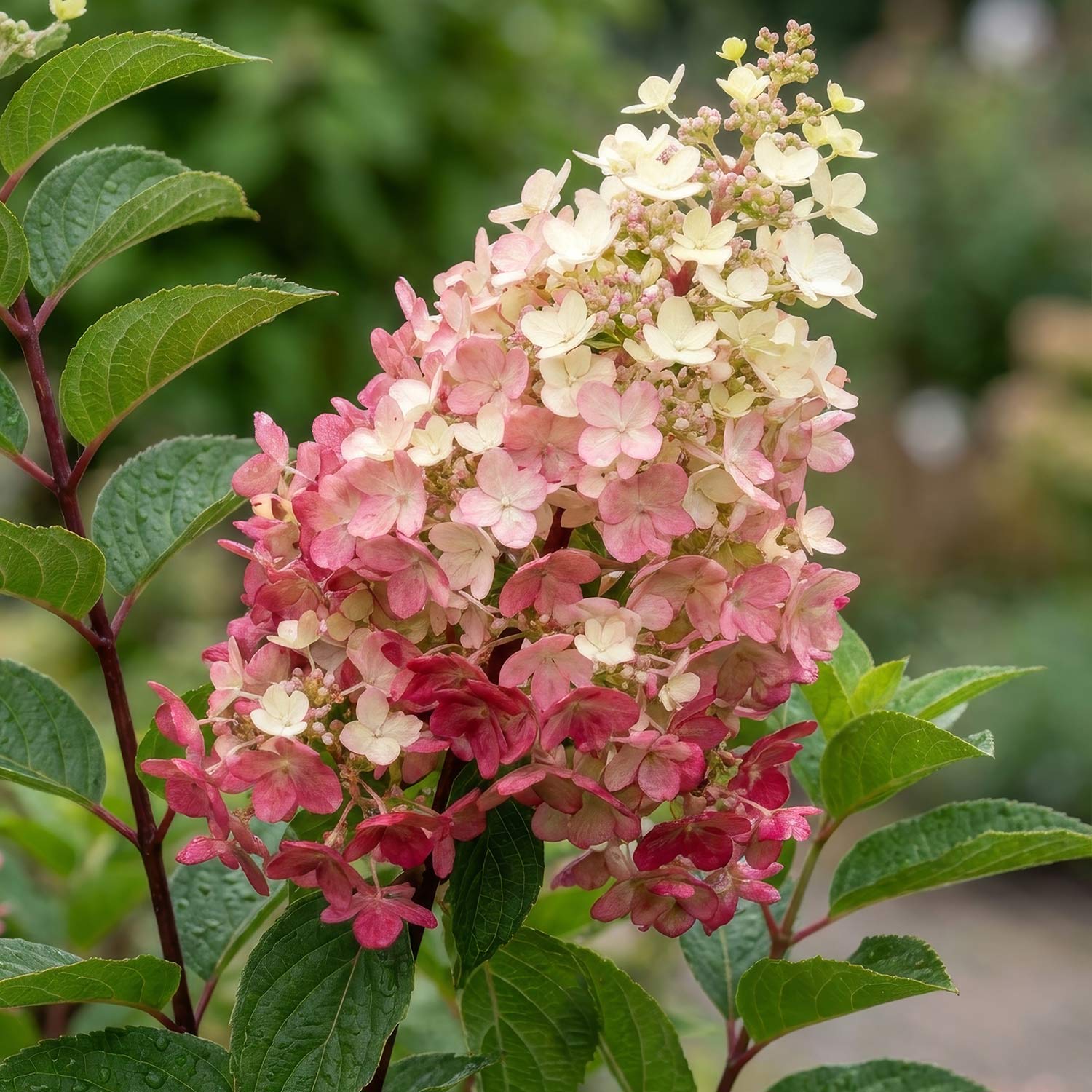 Hydrangea paniculata 'Framboisine' (Rensam)