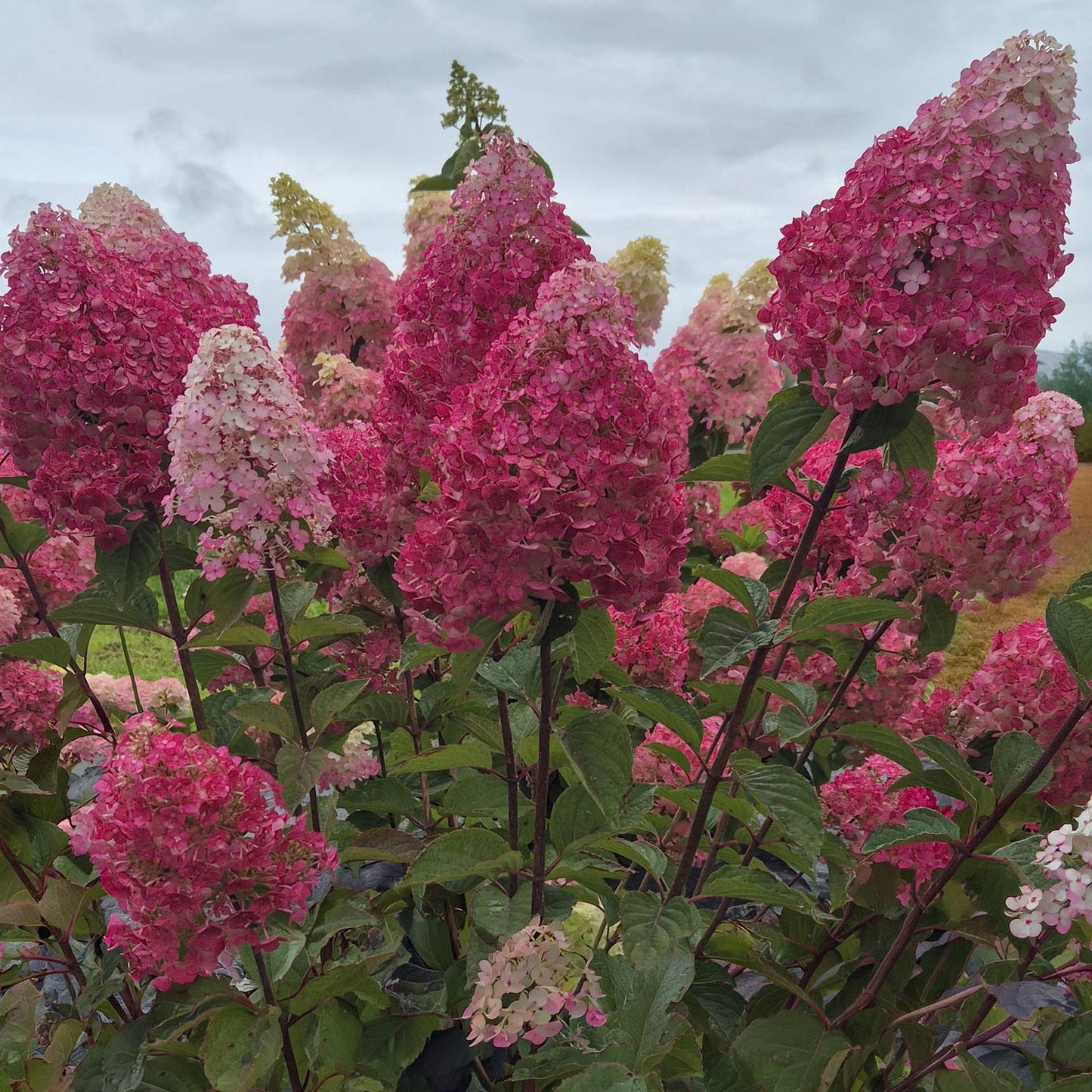 Hydrangea paniculata 'Framboisine' (Rensam). Pink and white flowers with green leaves against a cloudy sky
