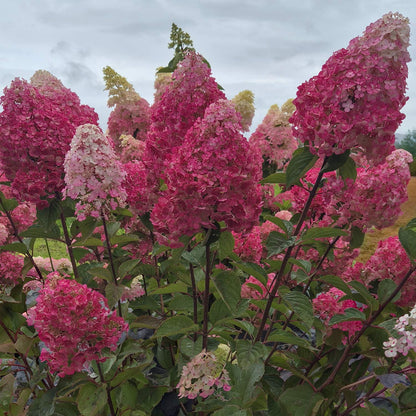 Hydrangea paniculata 'Framboisine' (Rensam). Pink and white flowers with green leaves against a cloudy sky
