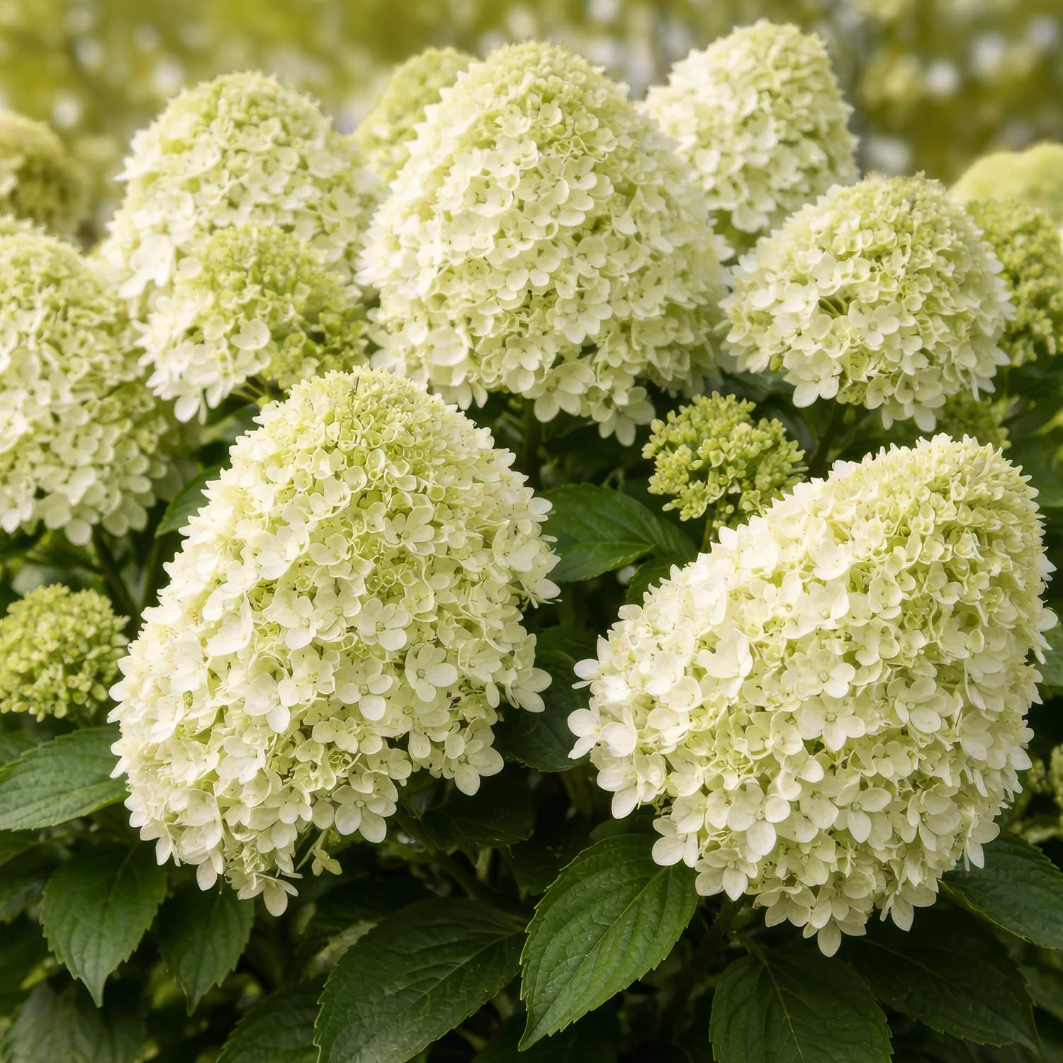 Hydrangea paniculata 'Little Spooky'