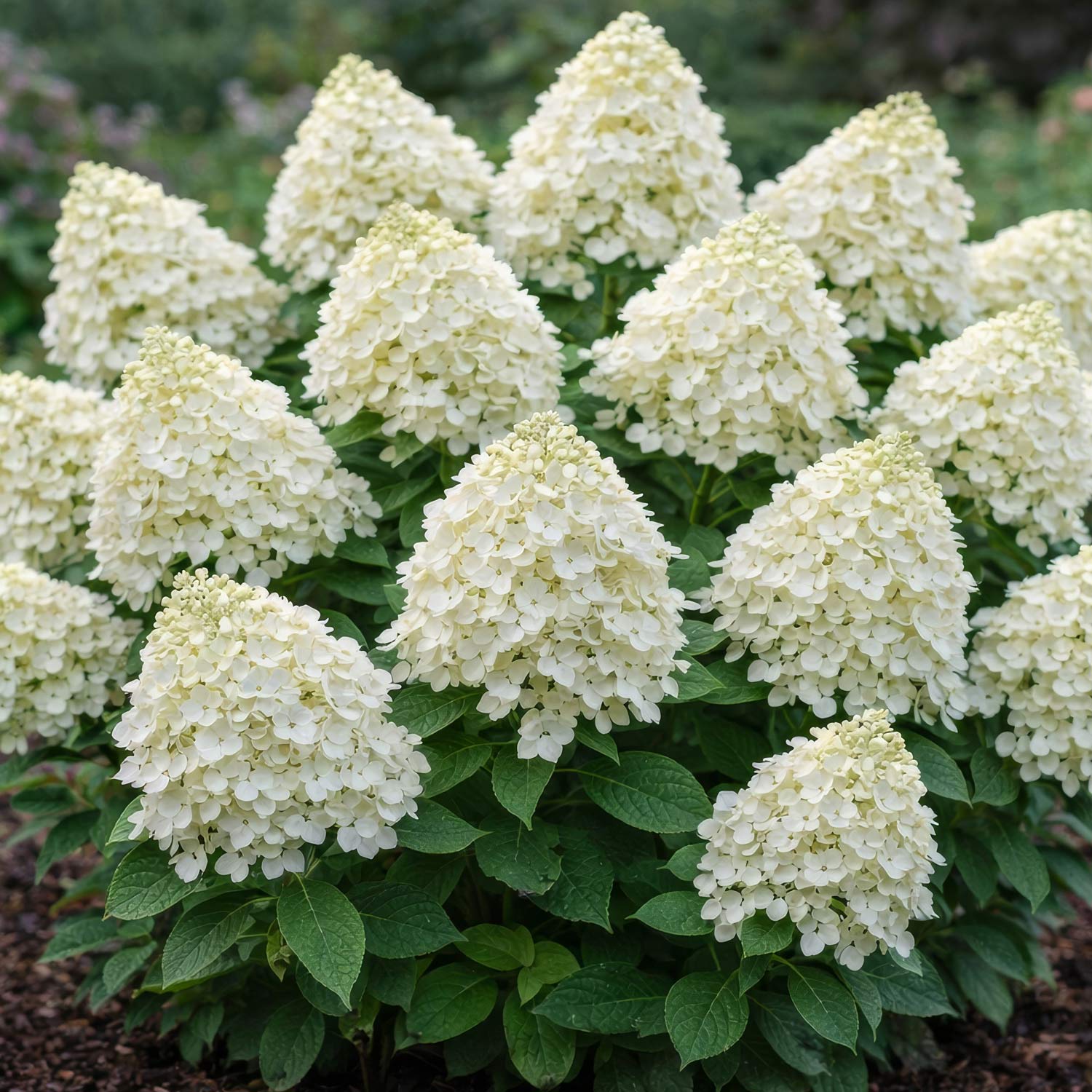 Hydrangea paniculata 'Little Spooky'