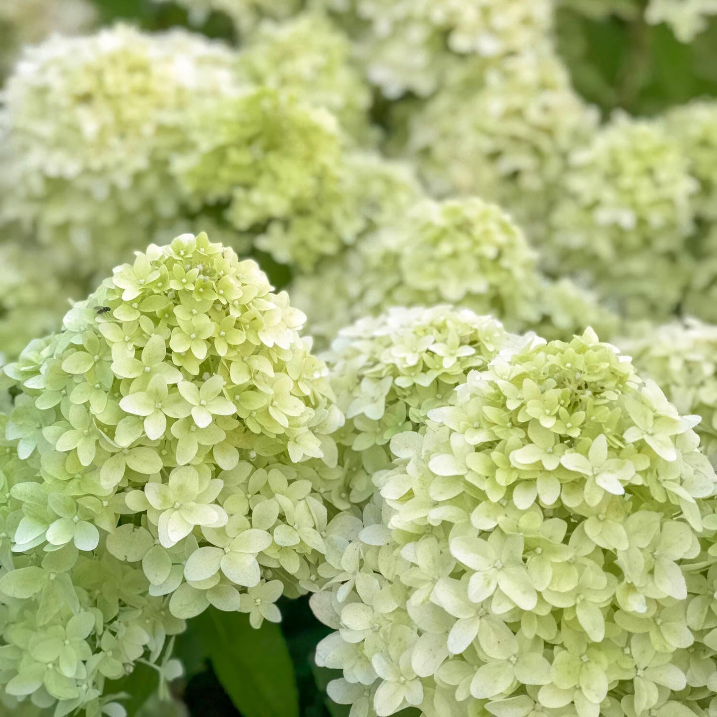 Hydrangea paniculata 'Little Spooky'