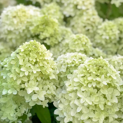 Hydrangea paniculata 'Little Spooky'