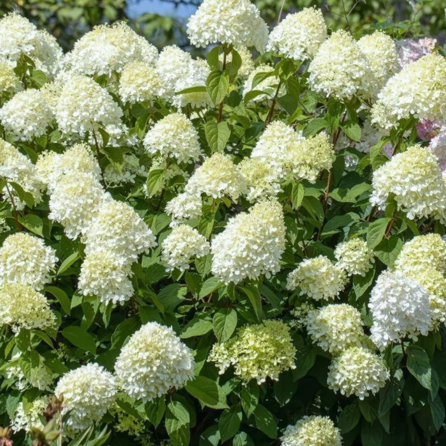 Hydrangea paniculata 'Little Spooky'