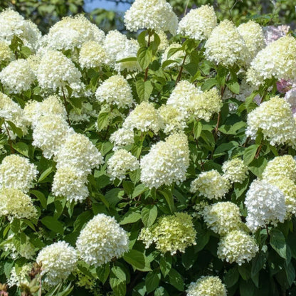 Hydrangea paniculata 'Little Spooky'
