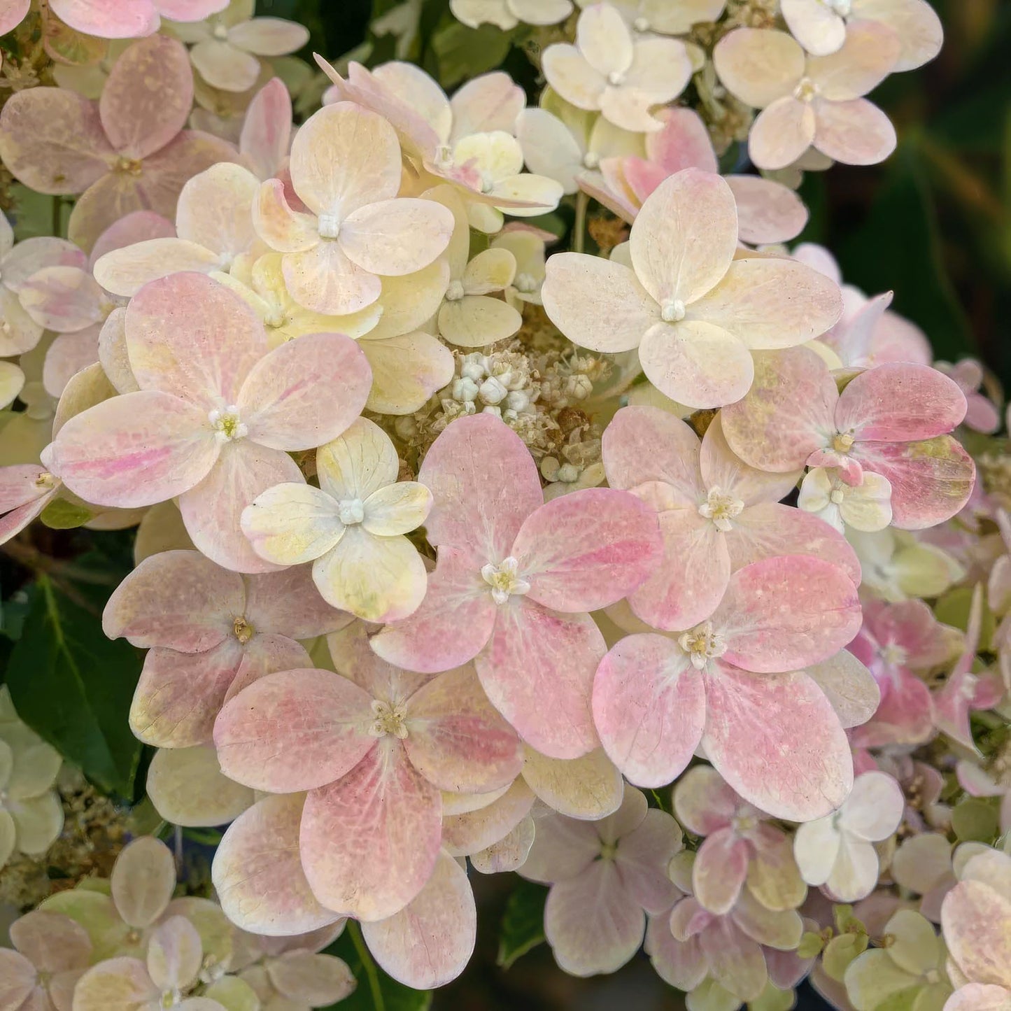Hydrangea paniculata 'Polestar'