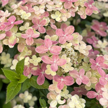 Hydrangea paniculata 'Polestar'