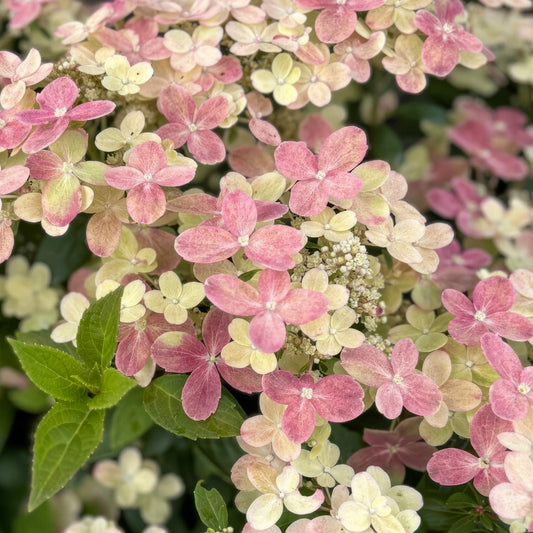 Hydrangea paniculata 'Polestar'