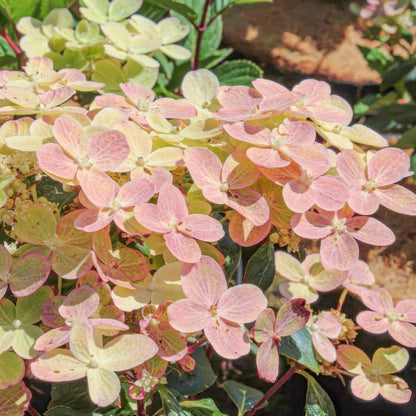 Hydrangea paniculata 'Polestar'
