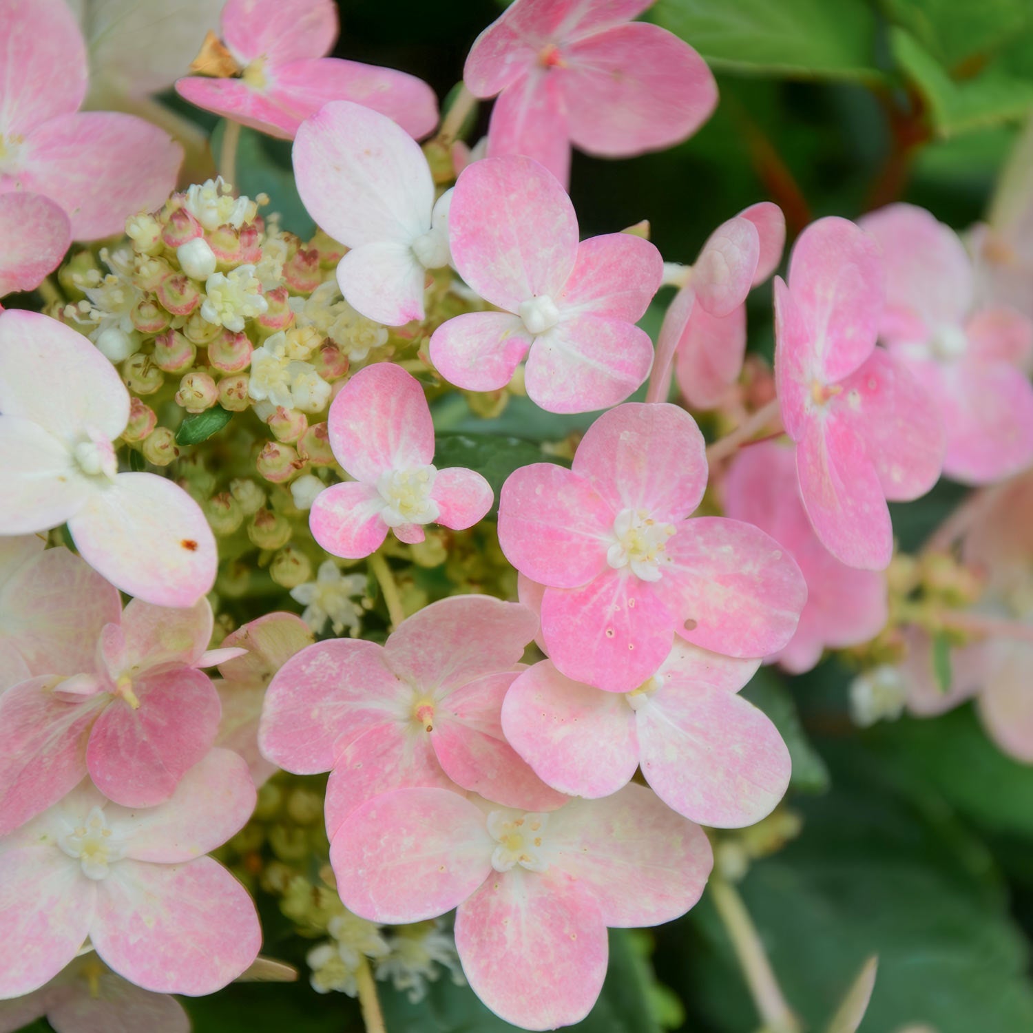 Hydrangea paniculata 'Polestar'