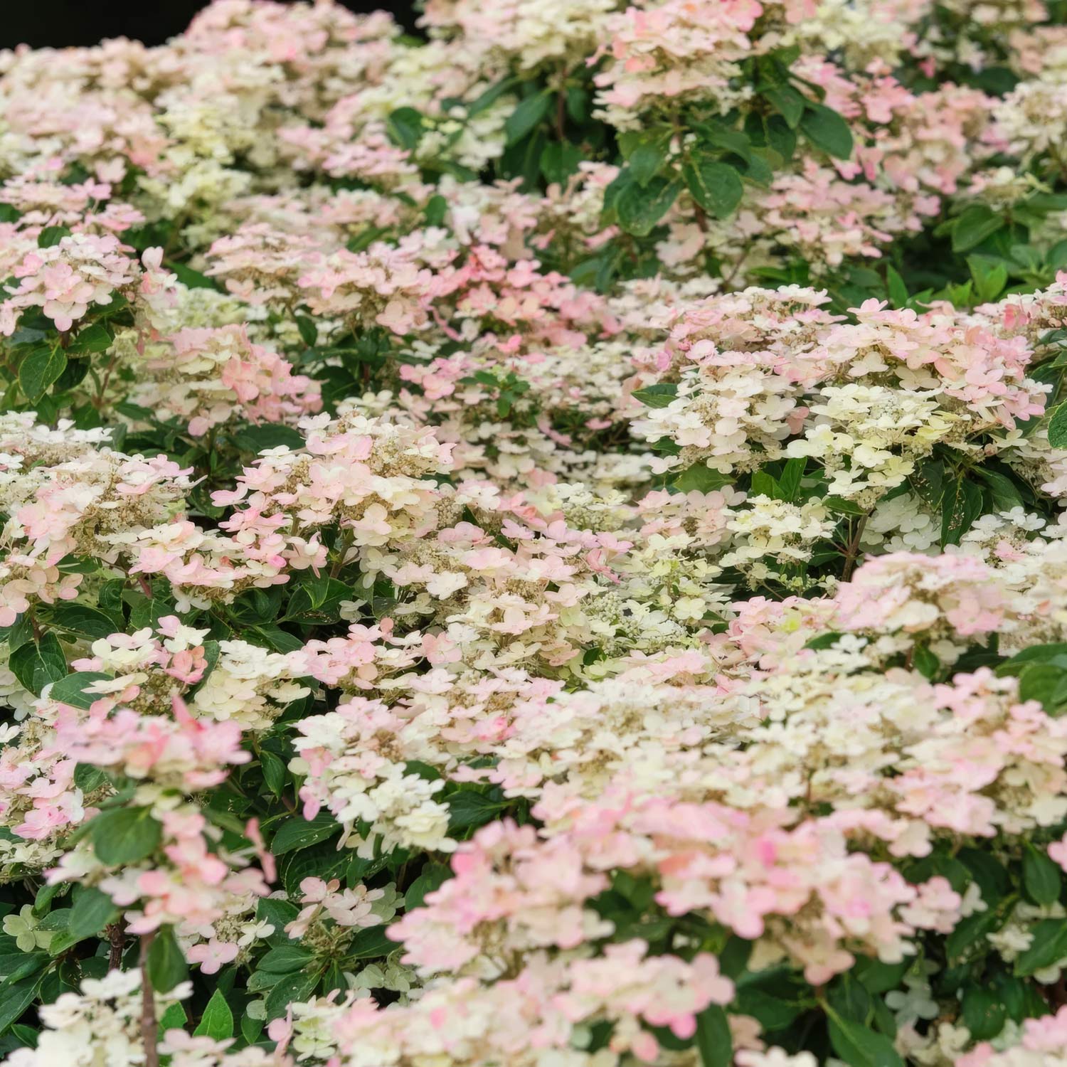Hydrangea paniculata 'Polestar'