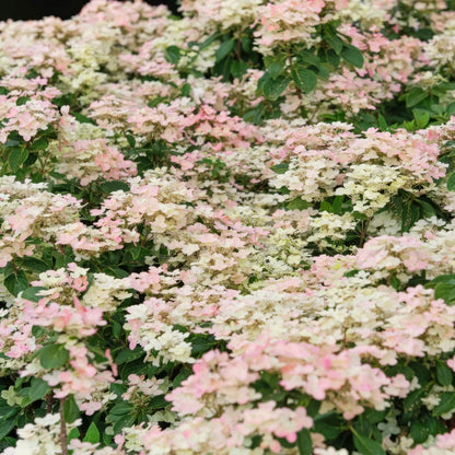Hydrangea paniculata 'Polestar'
