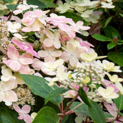 Hydrangea paniculata 'Polestar'