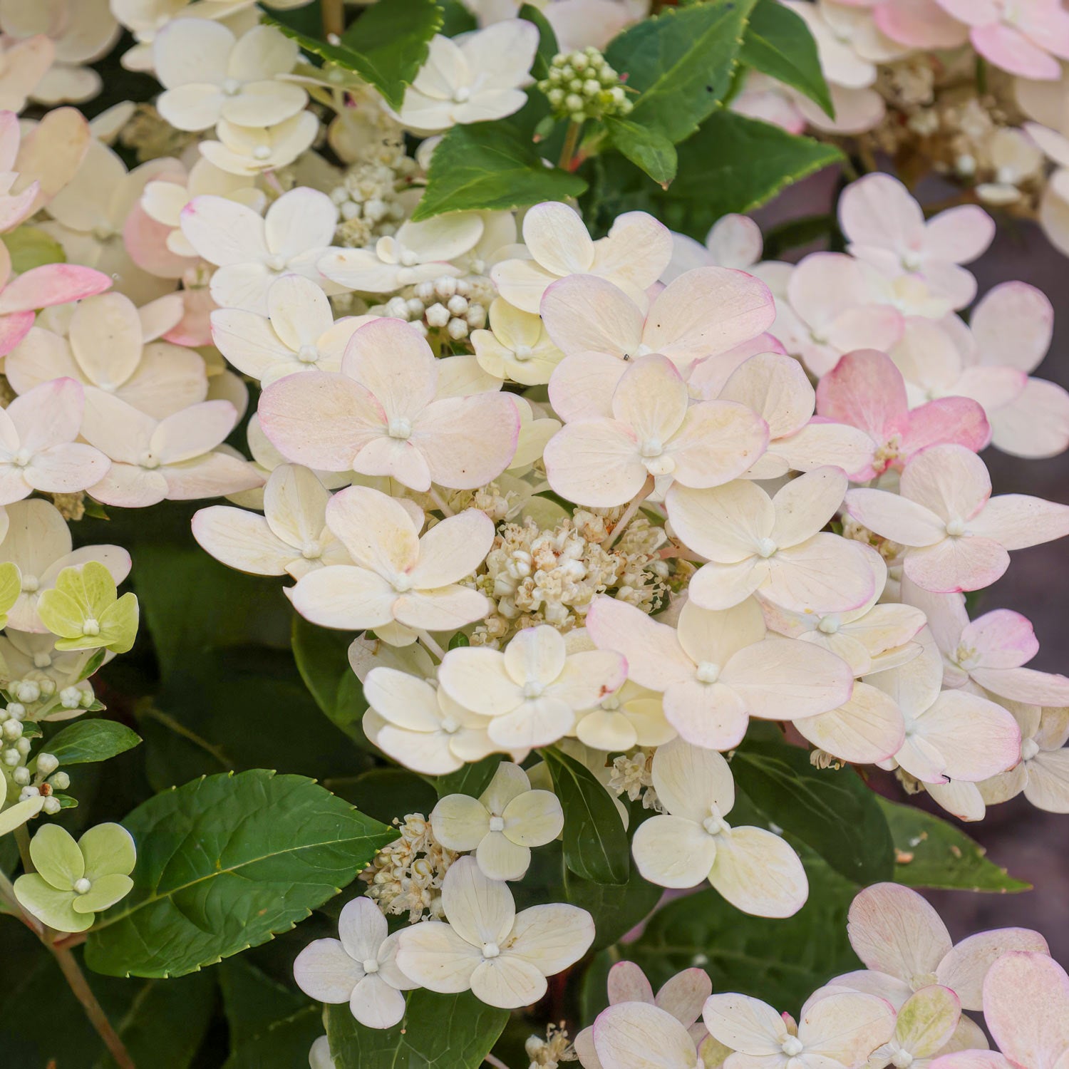 Hydrangea paniculata 'Polestar'. Close-up of pastel-colored hydrangea flowers with green leaves.