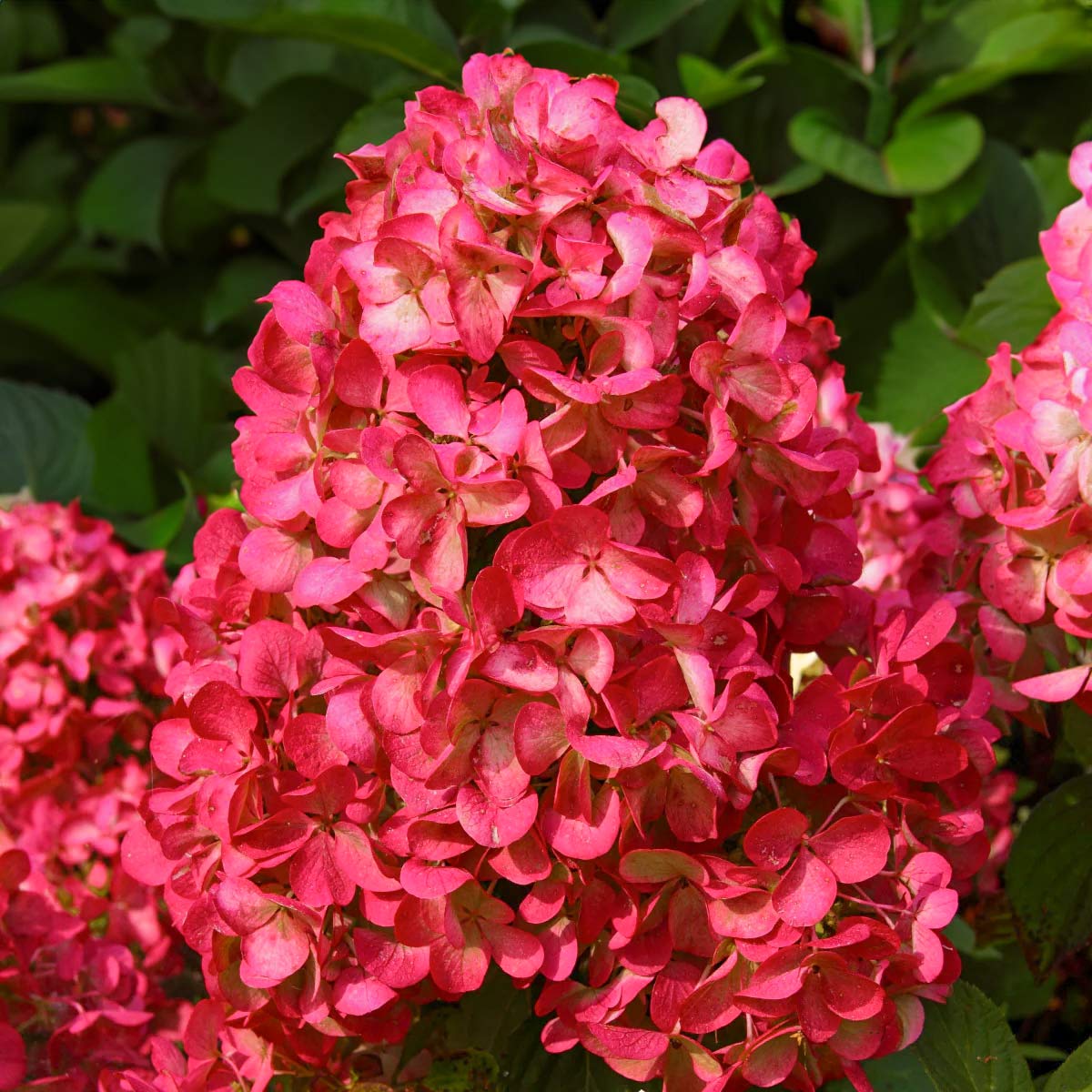 Hortensia Paniculata 'Silver Dollar' - Lot De 3 Plantes En Pot 9cm, Hauteur 25-40cm, Floraison Blanche Été-Automne