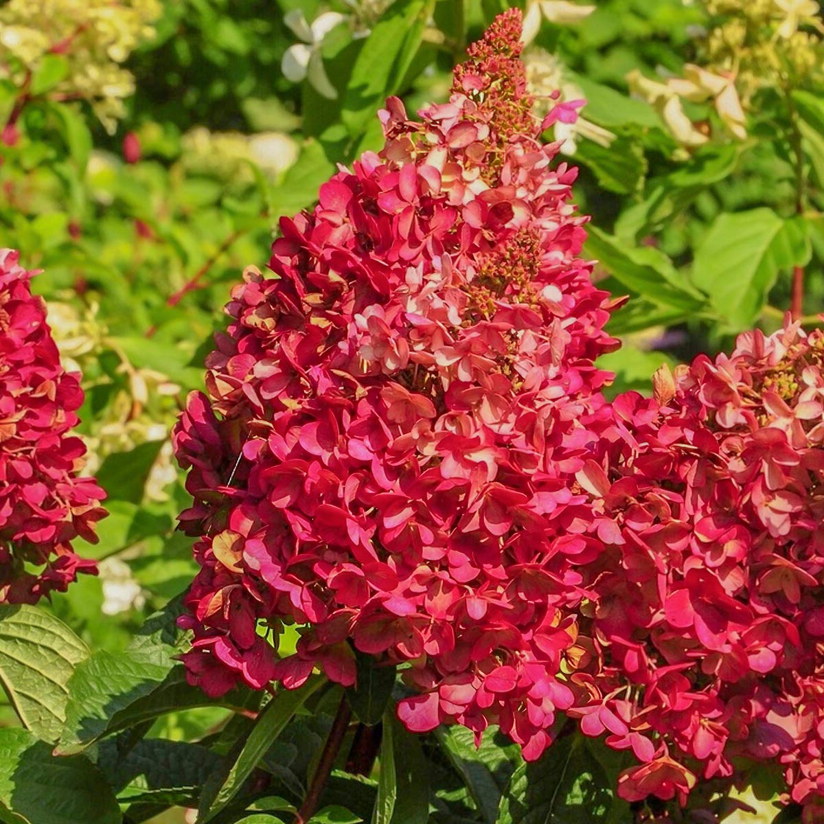Hydrangea paniculata 'Wim's Red' – Barnsdale Gardens