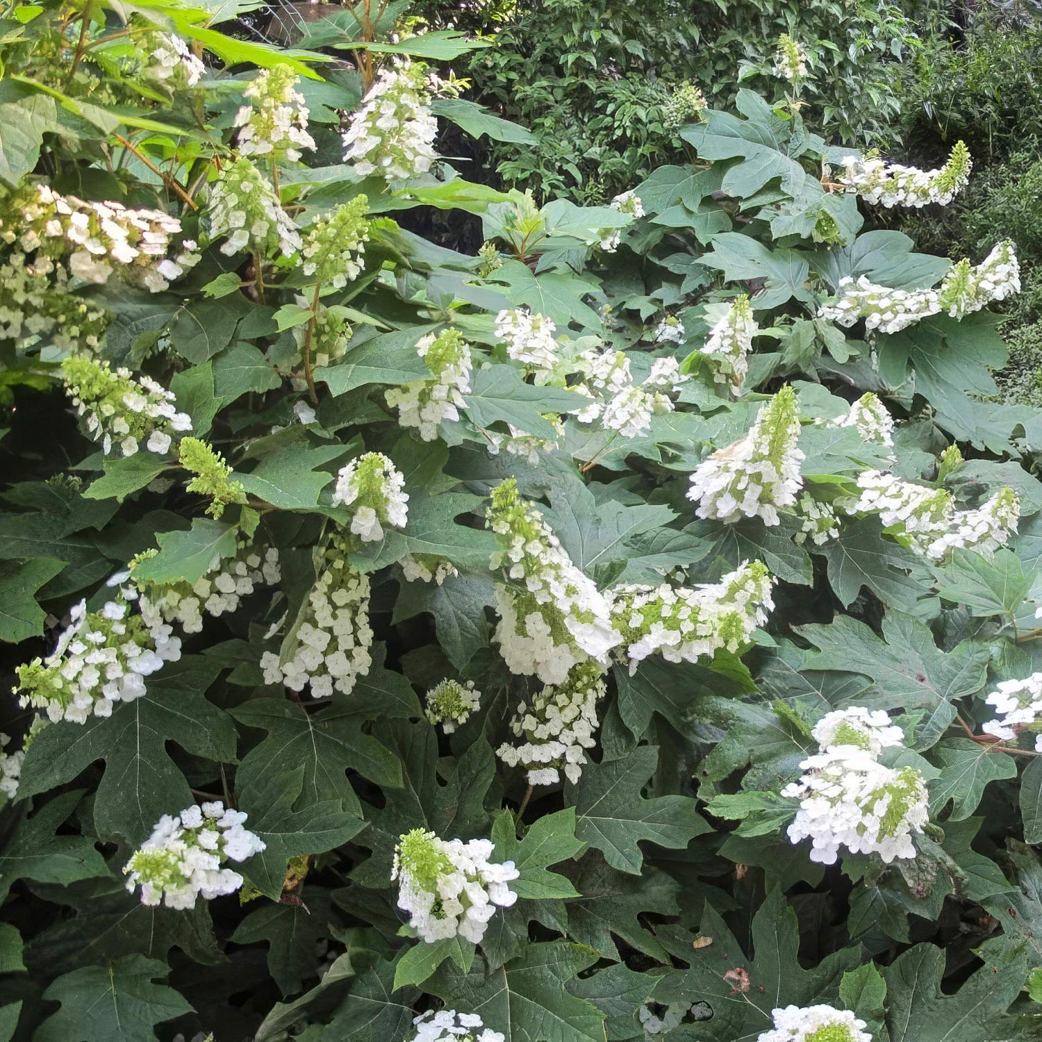 Hydrangea quercifolia 'Ice Crystal'
