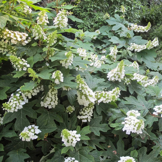 Hydrangea quercifolia 'Ice Crystal'