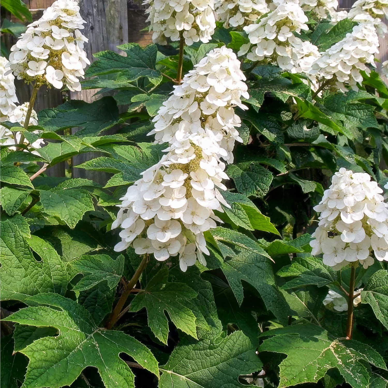 Hydrangea quercifolia 'Ice Crystal'