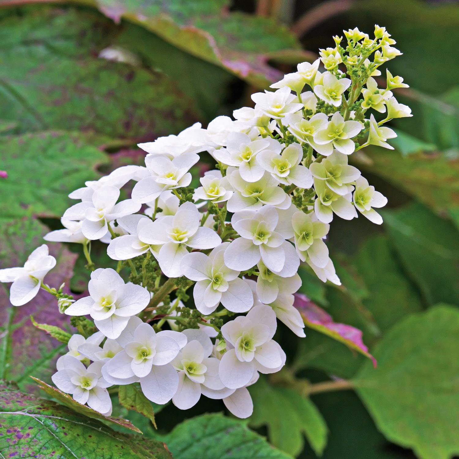 Hydrangea quercifolia 'Ice Crystal'