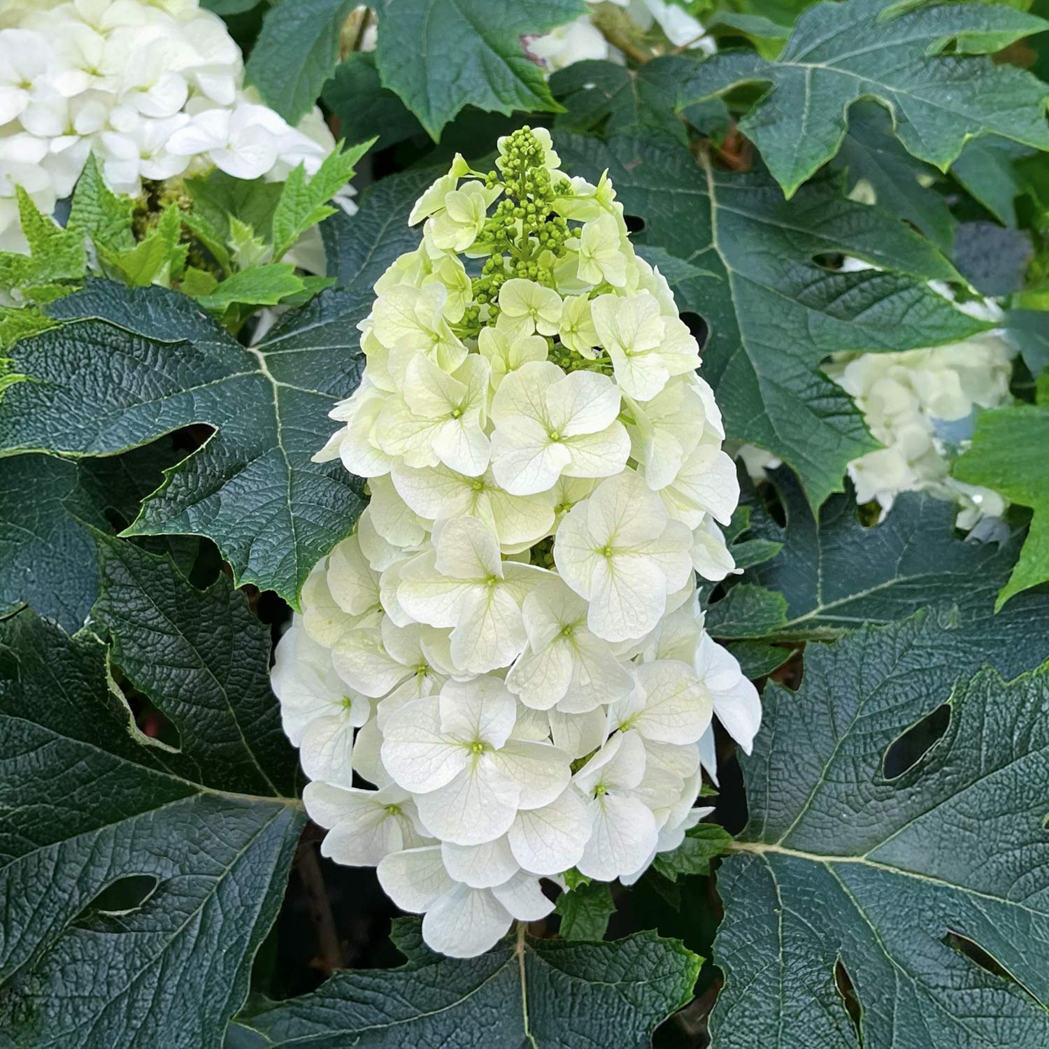 Hydrangea Q Hydrangea quercifolia 'Jetstream' – Barnsdale Gardens