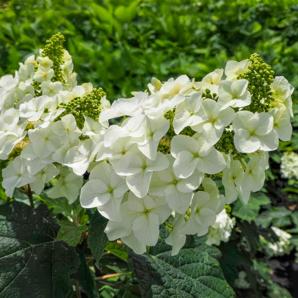 Hydrangea quercifolia 'Jetstream' – Barnsdale Gardens