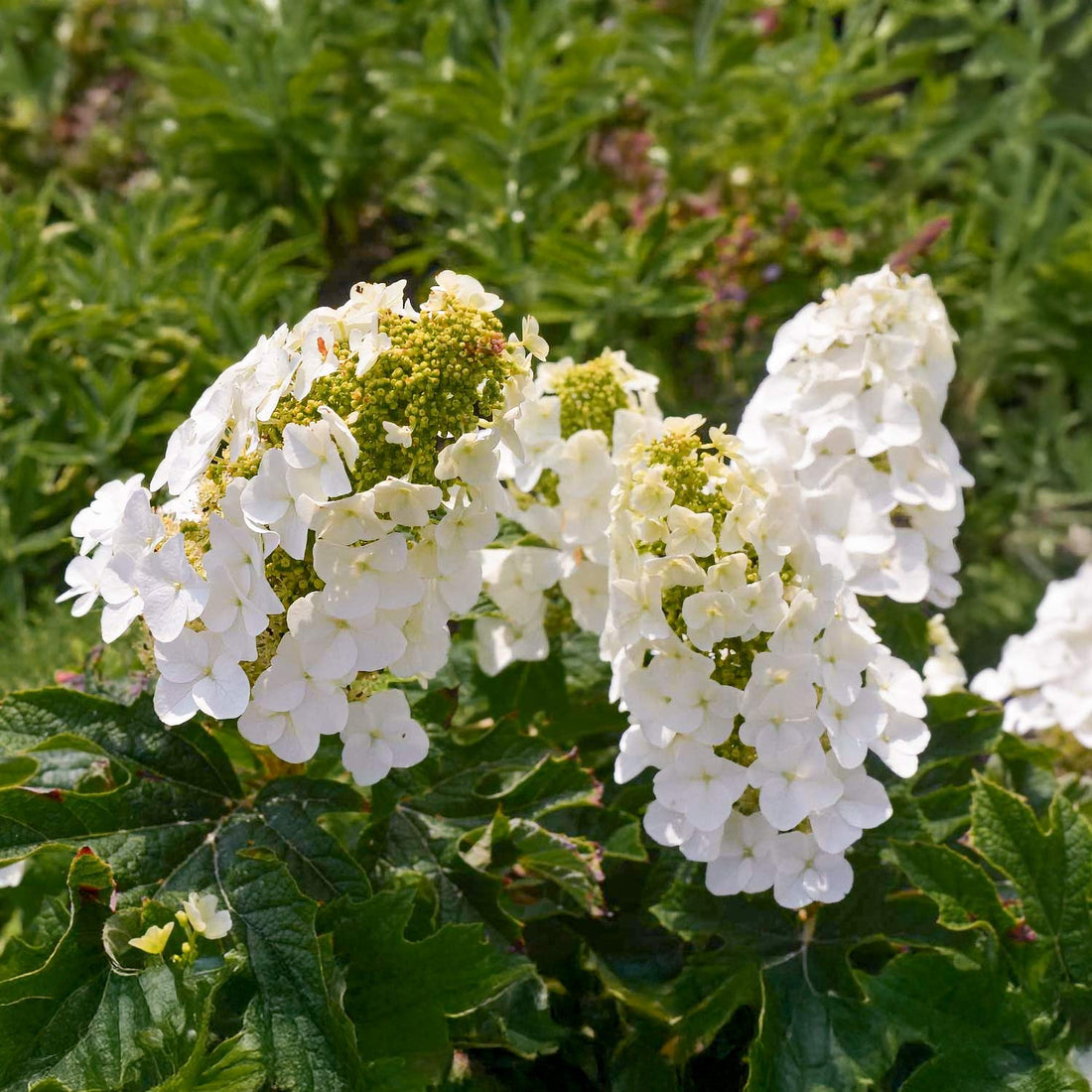 Hydrangea Q Hydrangea quercifolia 'Jetstream' – Barnsdale Gardens