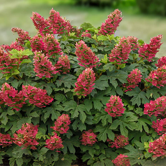 Hydrangea quercifolia 'Ruby Slippers'