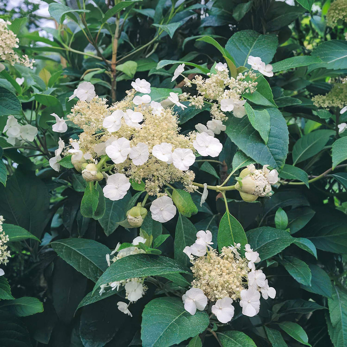 Hydrangea seemannii. White hydrangea flower clusters with green leaves in full bloom.
